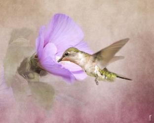 A Taste of Nectar Hummingbird | Obraz na stenu