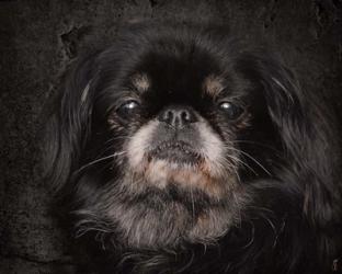 Black Pekingese Portrait | Obraz na stenu