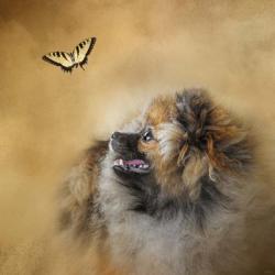 Butterfly Dreams Pomeranian | Obraz na stenu