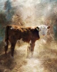 Calf In The Sunday Sun | Obraz na stenu
