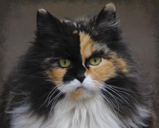 Calico Cat Portrait | Obraz na stenu