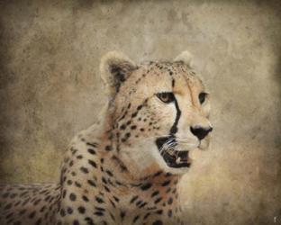 Cheetah | Obraz na stenu