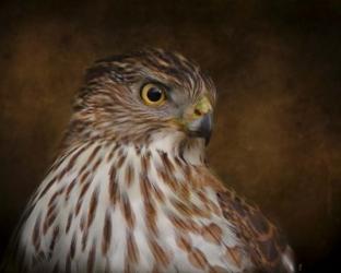 Coopers Hawk Portrait 2 | Obraz na stenu