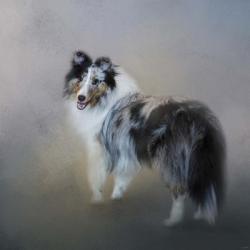 Did You Call Me Blue Merle Shetland Sheepdog | Obraz na stenu