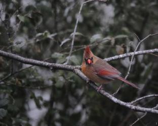 First Day Of Snow | Obraz na stenu