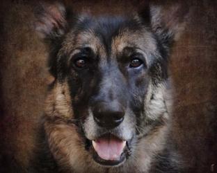 German Shepherd Face | Obraz na stenu