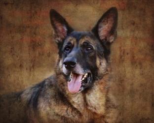 German Shepherd | Obraz na stenu