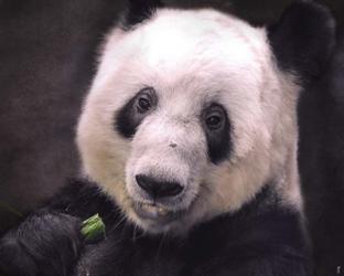 Giant Panda Bear | Obraz na stenu