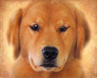 Golden Retriever Portrait | Obraz na stenu