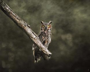 Great Horned Owl At Shiloh | Obraz na stenu