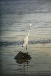Great White Egret At Sunrise | Obraz na stenu