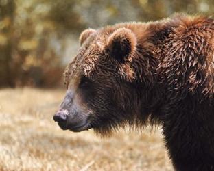 Grizzly Watch | Obraz na stenu