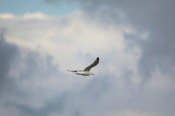 Gull Over Paris Landing | Obraz na stenu