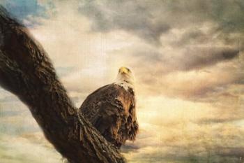 Her Majesty Bald Eagle | Obraz na stenu
