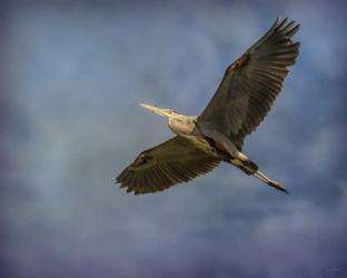 Heron Overhead | Obraz na stenu