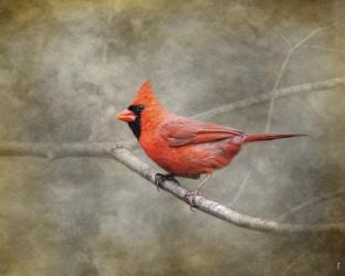 His Red Glory Cardinal | Obraz na stenu