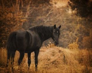 Horse And The Haystack | Obraz na stenu