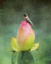 Hummingbird And The Lotus Flower | Obraz na stenu
