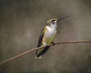 Hummingbird Portrait | Obraz na stenu