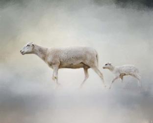 In My Mothers Footsteps Sheep and Lamb | Obraz na stenu