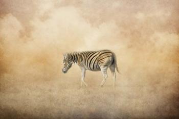 Indian Summer Zebra | Obraz na stenu