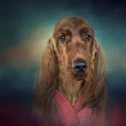 Irish Setter After A Swim | Obraz na stenu