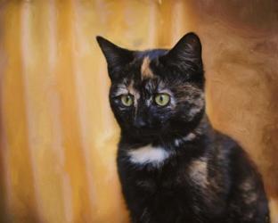 Jeweled Eyes Tortoiseshell Kitten | Obraz na stenu