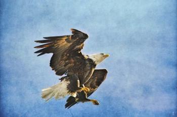 Landing Gear Bald Eagle | Obraz na stenu