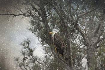 Last Winter Blast Bald Eagle | Obraz na stenu