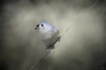 Little Tufted Titmouse | Obraz na stenu