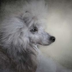 Longing Silver Standard Poodle | Obraz na stenu