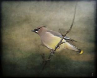 Portrait Of A Cedar Waxwing | Obraz na stenu