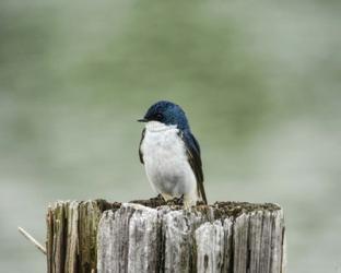 Resting Swallow | Obraz na stenu