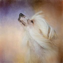 Wind In Her Hair Chinese Crested | Obraz na stenu