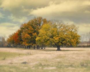 Foggy Autumn Morning | Obraz na stenu