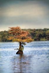 Lonely Little Cypress Tree | Obraz na stenu