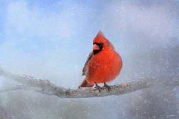 Cardinal In The Snow | Obraz na stenu
