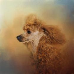 Enjoying The Breeze Apricot Poodle | Obraz na stenu