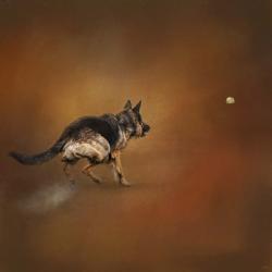 Gimme That Ball German Shepherd | Obraz na stenu