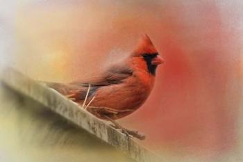 Rooftop Visitor Cardinal | Obraz na stenu