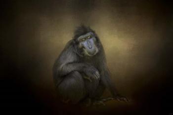 Portrait Of A Savannah Baboon | Obraz na stenu