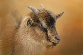 Portrait Of A Nubian Dwarf Goat | Obraz na stenu