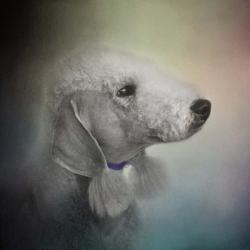 Bedlington Terrier | Obraz na stenu
