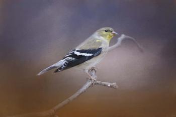 Goldfinch In The Light | Obraz na stenu