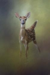 Fawn In The Forest | Obraz na stenu