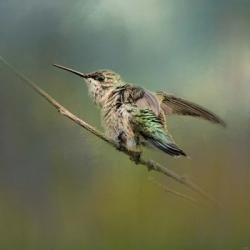 Hummingbird In Spring Storm | Obraz na stenu