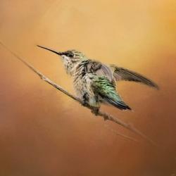 Hummingbird On Peach | Obraz na stenu