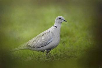 Spring Dove | Obraz na stenu