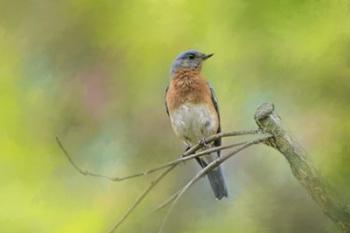 Bluebird On A Spring Day | Obraz na stenu