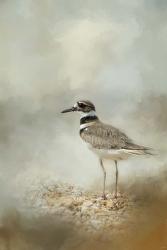 Killdeer On The Rocks | Obraz na stenu